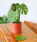 Monstera Plant Coaster Set